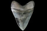 Serrated, Megalodon Tooth - Excellent Specimen #74597-2